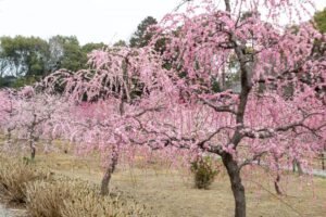 菅原神社、しだれ梅、2月春の花、三重県鈴鹿市の観光・撮影スポットの画像と写真