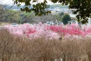 菅原神社、しだれ梅、2月春の花、三重県鈴鹿市の観光・撮影スポットの画像と写真