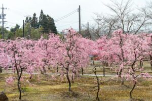 菅原神社、しだれ梅、2月春の花、三重県鈴鹿市の観光・撮影スポットの画像と写真