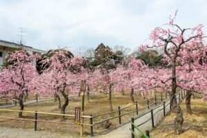 菅原神社、しだれ梅、2月春の花、三重県鈴鹿市の観光・撮影スポットの画像と写真