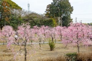 菅原神社、しだれ梅、2月春の花、三重県鈴鹿市の観光・撮影スポットの画像と写真