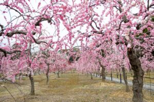 菅原神社、しだれ梅、2月春の花、三重県鈴鹿市の観光・撮影スポットの画像と写真