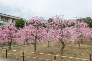 菅原神社、しだれ梅、2月春の花、三重県鈴鹿市の観光・撮影スポットの画像と写真