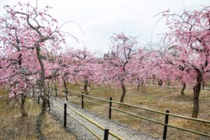 菅原神社、しだれ梅、2月春の花、三重県鈴鹿市の観光・撮影スポットの画像と写真
