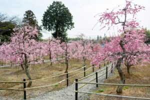 菅原神社、しだれ梅、2月春の花、三重県鈴鹿市の観光・撮影スポットの画像と写真