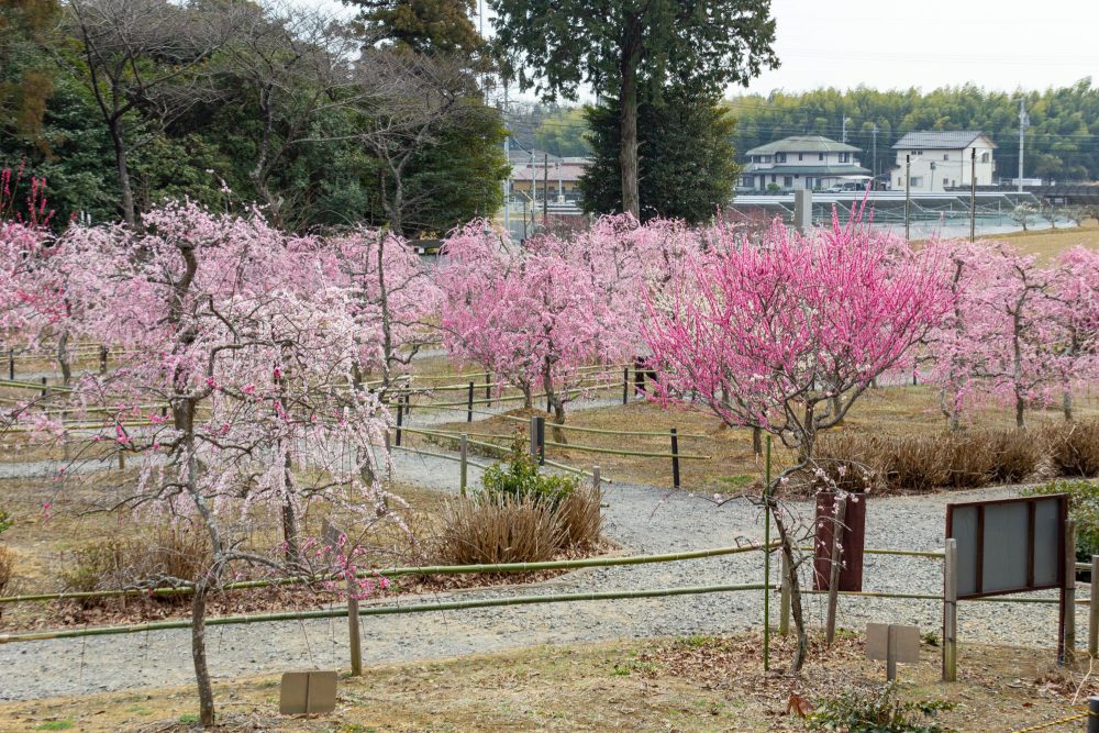 菅原神社、しだれ梅、2月春の花、三重県鈴鹿市の観光・撮影スポットの画像と写真