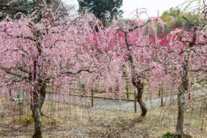 菅原神社、しだれ梅、2月春の花、三重県鈴鹿市の観光・撮影スポットの画像と写真