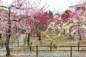 菅原神社、しだれ梅、2月春の花、三重県鈴鹿市の観光・撮影スポットの画像と写真