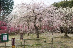菅原神社、しだれ梅、2月春の花、三重県鈴鹿市の観光・撮影スポットの画像と写真