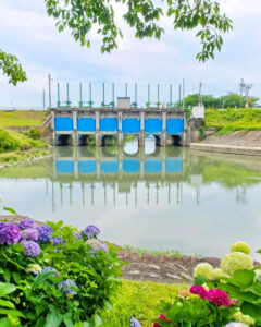 墨俣あじさい街道、あじさい、6月夏の花、岐阜県大垣市の観光・撮影スポットの名所