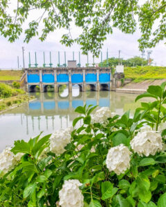 墨俣あじさい街道、あじさい、6月夏の花、岐阜県大垣市の観光・撮影スポットの名所