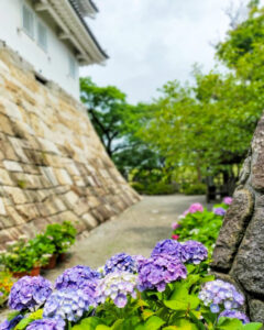 墨俣あじさい街道、墨俣一夜城、6月夏の花、岐阜県大垣市の観光・撮影スポットの名所