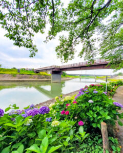 墨俣あじさい街道、あじさい、6月夏の花、岐阜県大垣市の観光・撮影スポットの名所