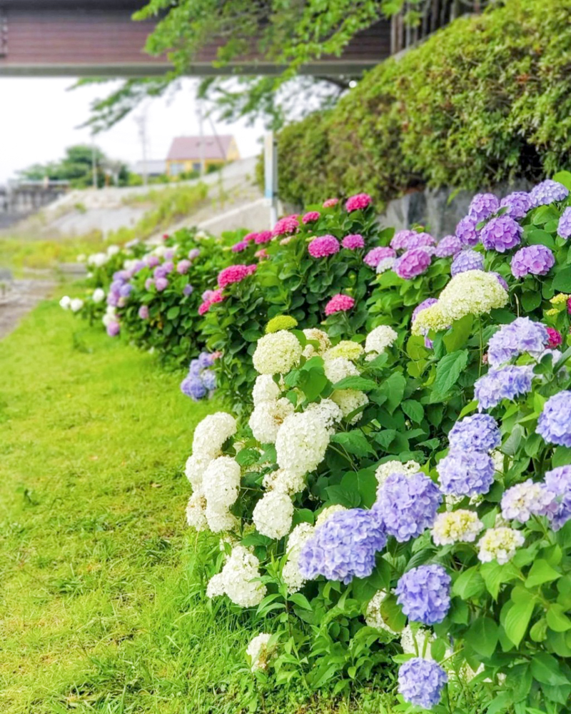 墨俣あじさい街道、あじさい、6月夏の花、岐阜県大垣市の観光・撮影スポットの名所