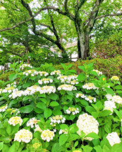 墨俣あじさい街道、あじさい、6月夏の花、岐阜県大垣市の観光・撮影スポットの名所