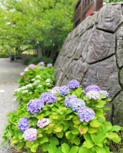 墨俣あじさい街道、あじさい、6月夏の花、岐阜県大垣市の観光・撮影スポットの名所