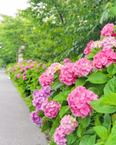 墨俣あじさい街道、あじさい、6月夏の花、岐阜県大垣市の観光・撮影スポットの名所