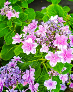 墨俣あじさい街道、あじさい、6月夏の花、岐阜県大垣市の観光・撮影スポットの名所