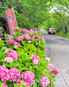 墨俣あじさい街道、あじさい、6月夏の花、岐阜県大垣市の観光・撮影スポットの名所