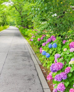 墨俣あじさい街道、あじさい、6月夏の花、岐阜県大垣市の観光・撮影スポットの名所
