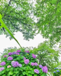 墨俣あじさい街道、あじさい、6月夏の花、岐阜県大垣市の観光・撮影スポットの名所