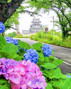墨俣あじさい街道、あじさい、6月夏の花、岐阜県大垣市の観光・撮影スポットの名所