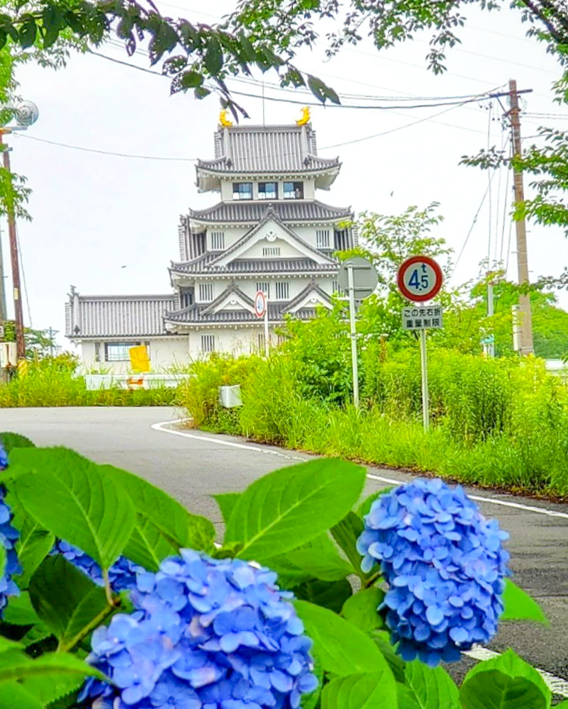 墨俣あじさい街道、あじさい、6月夏の花、岐阜県大垣市の観光・撮影スポットの名所
