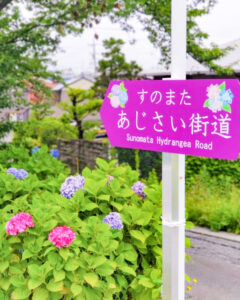 墨俣あじさい街道、あじさい、6月夏の花、岐阜県大垣市の観光・撮影スポットの名所
