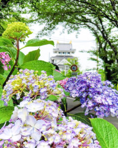 墨俣あじさい街道、あじさい、6月夏の花、岐阜県大垣市の観光・撮影スポットの名所