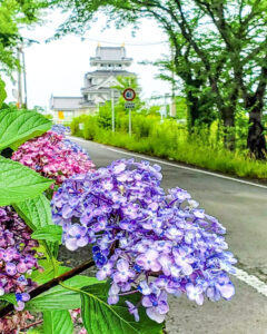 墨俣あじさい街道、あじさい、6月夏の花、岐阜県大垣市の観光・撮影スポットの名所