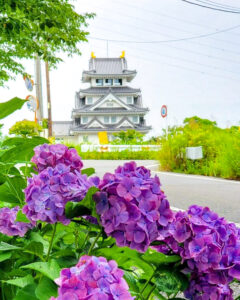 墨俣あじさい街道、あじさい、6月夏の花、岐阜県大垣市の観光・撮影スポットの名所
