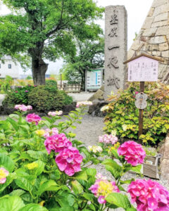 墨俣あじさい街道、あじさい、6月夏の花、岐阜県大垣市の観光・撮影スポットの名所