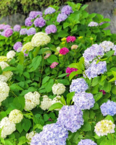 墨俣あじさい街道、あじさい、6月夏の花、岐阜県大垣市の観光・撮影スポットの名所