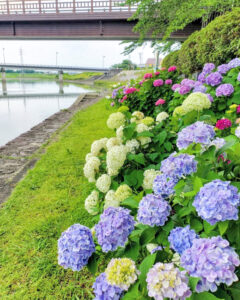 墨俣あじさい街道、あじさい、6月夏の花、岐阜県大垣市の観光・撮影スポットの名所