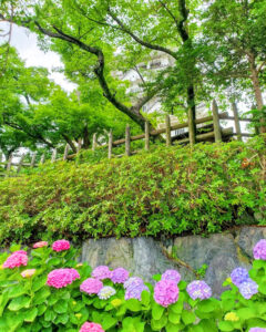 墨俣あじさい街道、あじさい、6月夏の花、岐阜県大垣市の観光・撮影スポットの名所