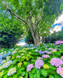 大塚性海寺歴史公園、あじさい、6月夏の花、愛知県稲沢市の観光・撮影スポットの画像と写真