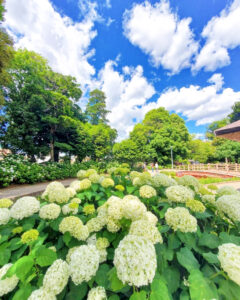 大塚性海寺歴史公園、あじさい、6月夏の花、愛知県稲沢市の観光・撮影スポットの画像と写真
