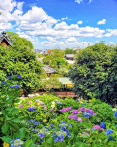 大塚性海寺歴史公園、あじさい、6月夏の花、愛知県稲沢市の観光・撮影スポットの画像と写真