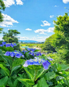 大塚性海寺歴史公園、あじさい、6月夏の花、愛知県稲沢市の観光・撮影スポットの画像と写真