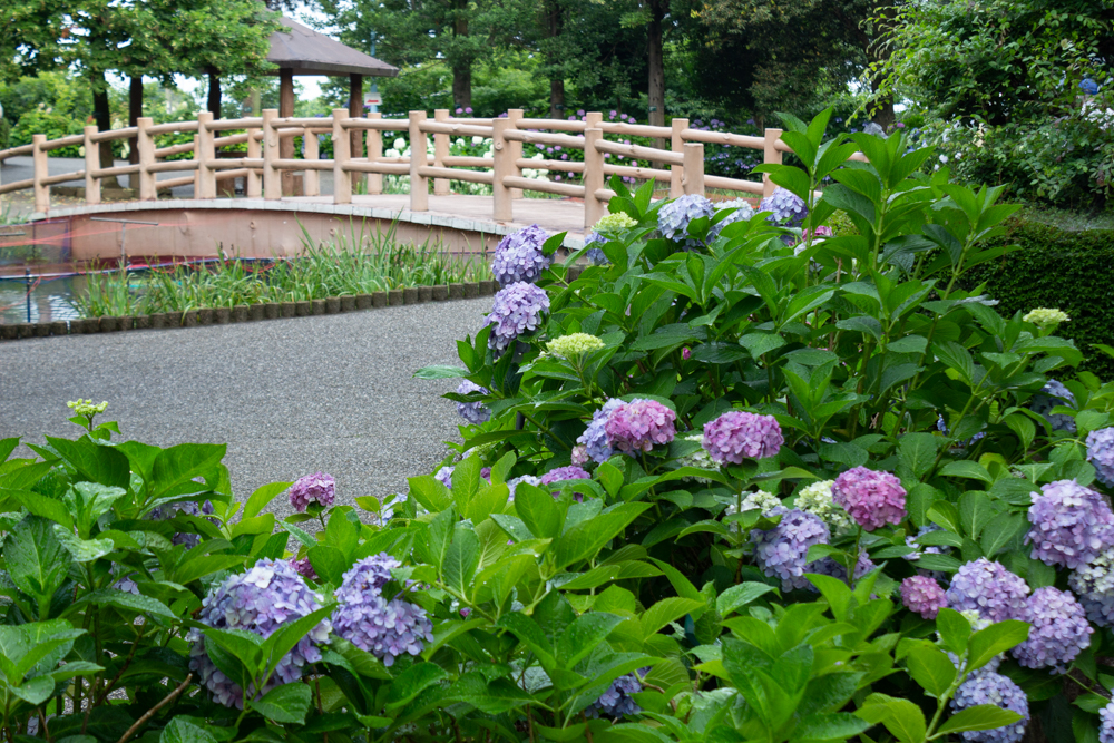 大塚性海寺歴史公園、あじさい、5月夏の花、愛知県稲沢市の観光・撮影スポットの画像と写真