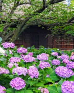 大塚性海寺歴史公園、あじさい、6月夏の花、愛知県稲沢市の観光・撮影スポットの画像と写真