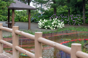 大塚性海寺歴史公園、あじさい、5月夏の花、愛知県稲沢市の観光・撮影スポットの画像と写真