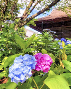 大塚性海寺歴史公園、あじさい、6月夏の花、愛知県稲沢市の観光・撮影スポットの画像と写真