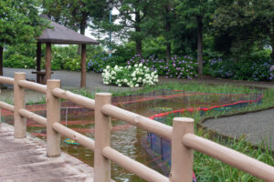 大塚性海寺歴史公園、あじさい、5月夏の花、愛知県稲沢市の観光・撮影スポットの画像と写真