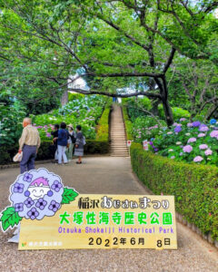 大塚性海寺歴史公園、あじさい、6月夏の花、愛知県稲沢市の観光・撮影スポットの画像と写真