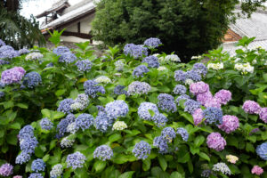 大塚性海寺歴史公園、あじさい、5月夏の花、愛知県稲沢市の観光・撮影スポットの画像と写真