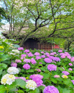 大塚性海寺歴史公園、あじさい、6月夏の花、愛知県稲沢市の観光・撮影スポットの画像と写真