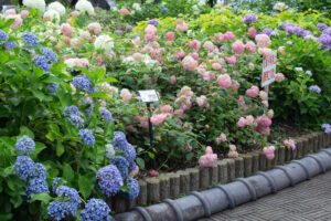 大塚性海寺歴史公園、あじさい、5月夏の花、愛知県稲沢市の観光・撮影スポットの画像と写真