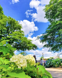 大塚性海寺歴史公園、あじさい、6月夏の花、愛知県稲沢市の観光・撮影スポットの画像と写真