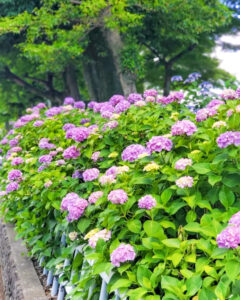 大塚性海寺歴史公園、あじさい、6月夏の花、愛知県稲沢市の観光・撮影スポットの画像と写真